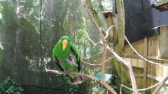 Кернс, Австралия, попугаи