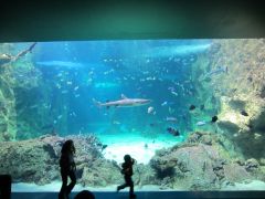 Сиднейский аквариум