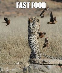 Fast food.jpg