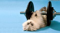 funny-kitten-gym-wallpaper.jpg