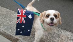 Собака с флагом Австралии