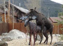 moose hump statue