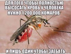 1200000 комаров