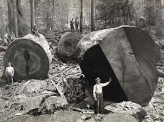 Ручная работа американских лесорубов, конец XIX века.jpg