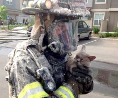 Пожарный спас кота от пожара, кот не впечатлён