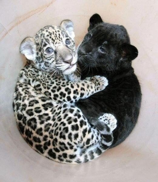 Малыш ягуар обнимает малыша пантеру