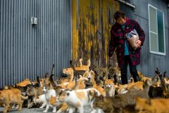 Кошки захватили японский остров
