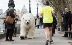 Polar Bear walks through Central London In UK