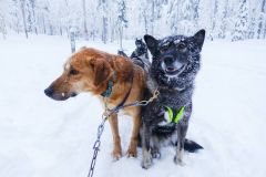 Happy New year 2016 In Finland, Dog Sledding