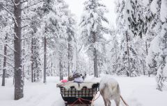 Happy New year 2016 In Finland, Reindeer Sleigh Ride 2