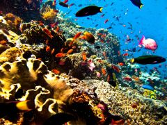Новогодний индусский праздник Isakawarsa 'Day Of Silence' New Year 2016 на острове Бали, Underwater life 2