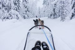 Happy New year 2016 In Finland, Dog Sledding 2