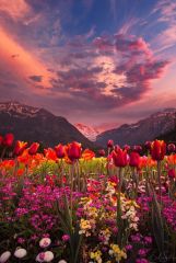 Долина тюльпанов, Интерлакен, Швейцария