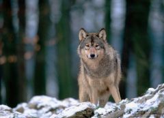 19 опасных для человека существ   бурый волк, голодный очень опасен