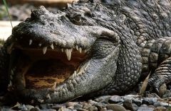 19 опасных для человека существ   Морской крокодил