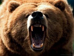 19 опасных для человека существ   бурый медведь   каждое шестое нападение млекопитающего на человека