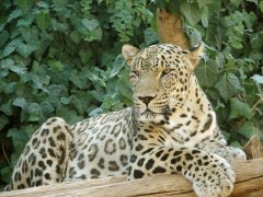 Nowruz, Iranian New Year, Persian New Year - Persian leopard.jpg