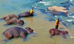 Aluth Avurudda (Sinhalese New Year) Новый год в Sri Lanka, дикая природа, слоны купаются