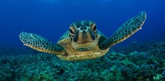 Aluth Avurudda (Sinhalese New Year) Новый год в Sri Lanka, дикая природа Hawksbill Sea Turtle