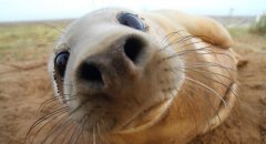 В мире животных: Любопытный тюлень на побережье Линкольншир