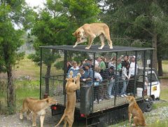 В мире животных: львы