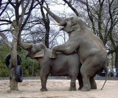 В мире животных: слоны