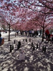Цветущая сакура в Kungstrаdgаrden и гигантские шахматы