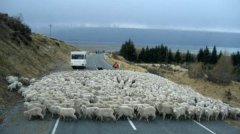 овцы на дороге в Новой Зеландии