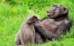 В мире животных - шимпанзе