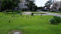 Садовое кольцо - голуби на Смоленско-Сенной площади 23.07.2017 г.JPG