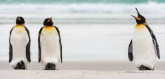 В мире животных - пингвины 'на пра.....во!'.jpg