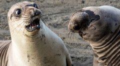 В мире животных - тюлени 'о, нет! на фото ты был лучше!'.jpg