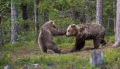 В мире животных - медведи бурые - Kung Fu fighting.jpg