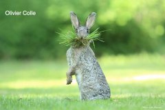 В мире животных - заяц.jpg