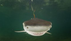 В мире животных - улыбка акулы.jpg