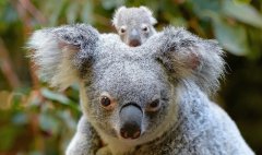 koalas-australia, Babushki letyat v Avstraliyu, rospersonal, otzyvy, Evgeny Matveevich Mikhaylov, Immigration Agent Australia 33f.jpg