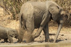 В мире животных - слоны.jpg
