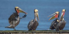 В мире животных - просто пеликаны.jpg