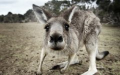 Australian kangaroo, Babushki letyat v Avstraliyu, rospersonal, otzyvy, Evgeny Matveevich Mikhaylov, Immigration Agent Australia 33k.jpg