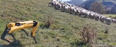 'Robot sheepdog' trained in NZ farm-immigration-job-rospersonal-Mikhaylov-Evgeny-Matveevich-Immigration-Agent-Moscow.jpg