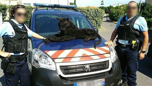 Во Франции полицейские «поймали» плюшевую пантеру.jpg