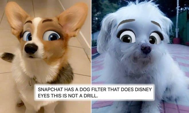 Snapchat turns dogs into cute Disney characters-visa-news-rospersonal-Mikhaylov-Evgeny-Matveevich-Immigration-Agent-Moscow.jpg