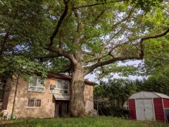 An oak tree nearly blocks the entrance to a dilapidated 1960s bungalow, its trunk starting to bite into the roof-visa-news-rospersonal-Mikhaylov-Evgeny-Matveevich-Immigration-Agent-Moscow.jpg