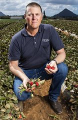 Strawberry grower Gavin Scurr has spoken out about the lack of available pickers-visa-news-rospersonal-Mikhaylov-Evgeny-Matveevich-Immigration-Agent-Moscow.jpeg