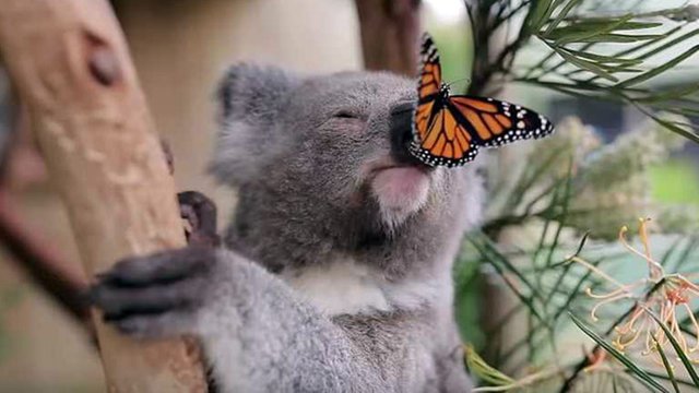 large.funny-koalas-visa-news-rospersonal