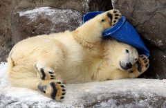 Polar-bear-Wrangel-Moscow-Zoo-has-a-birthday-visa-news-rospersonal-Mikhaylov-Evgeny-Matveevich-Immigration-Agent-Moscow.jpg