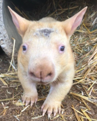 ellow wombat was born at the Australian zoo-visa-news-rospersonal-Mikhaylov-Evgeny-Matveevich-Immigration-Agent-Moscow.png