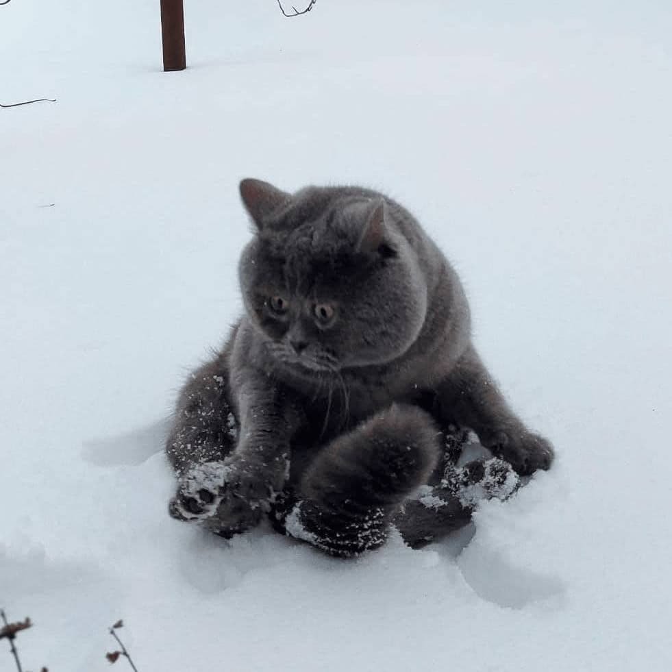 Удивленный кот из Ростовской области набирает популярность в зарубежных СМИ и соцсетях 2.jpg