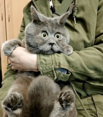Удивленный кот из Ростовской области набирает популярность в зарубежных СМИ и соцсетях 3.jpg