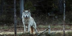 Norwegian wolf is extinct-work-permit-visa-news-rospersonal-Mikhaylov-Evgeny-Matveevich-Immigration-Agent-Moscow.jpg